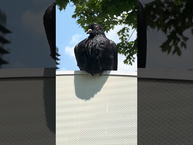 Beautiful close view of a Pigeon 🐦 #nature #birds #pigeon #relaxing #shorts #viral #feed #beautiful