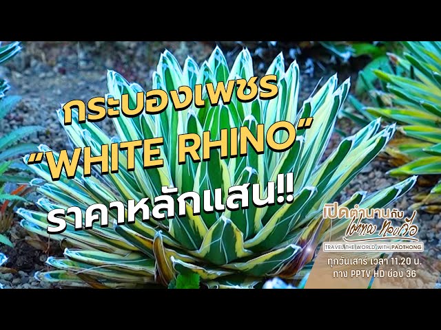 สุดยอดกระบองเพชร "White Rhino" ราคาหลักแสน!! | เปิดตำนานกับเผ่าทอง ทองเจือ