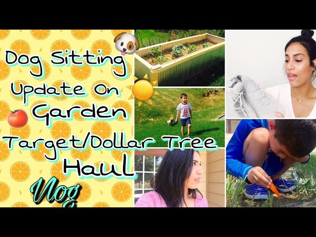 Dog Sitting | Update On Veggie/Fruit Garden & Target + Dollar Tree Haul