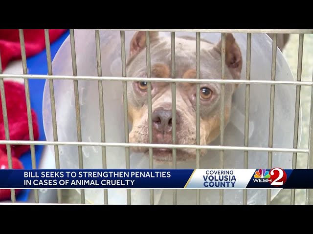 New Florida bill could toughen penalties in animal cruelty cases