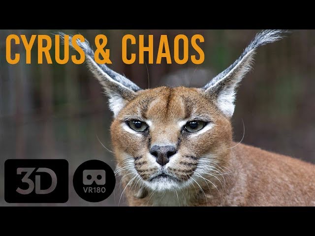 Caracals of Big Cat Rescue