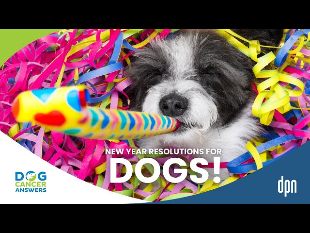 Resolutions for Dogs for the New Year 2025 Including Ways to Save Money! | Molly Jacobson