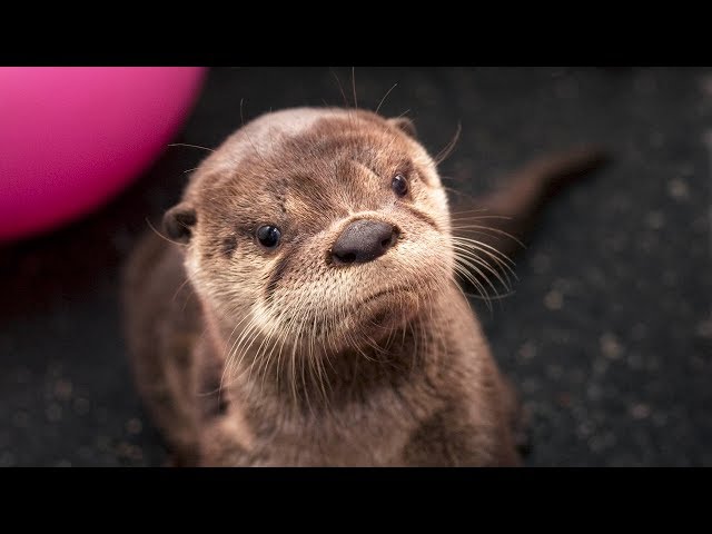 Second Chances: Tilly the river otter