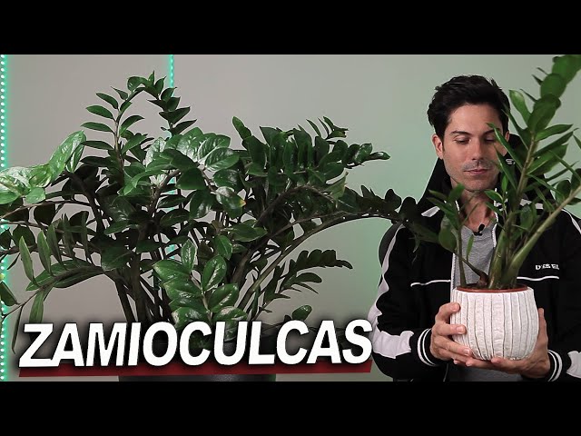 ZAMIOCULCAS Cuidados y reproducción