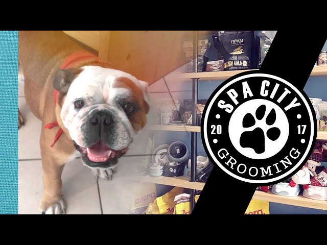 Dog grooming in Kalamata | Spa City and Grooming!