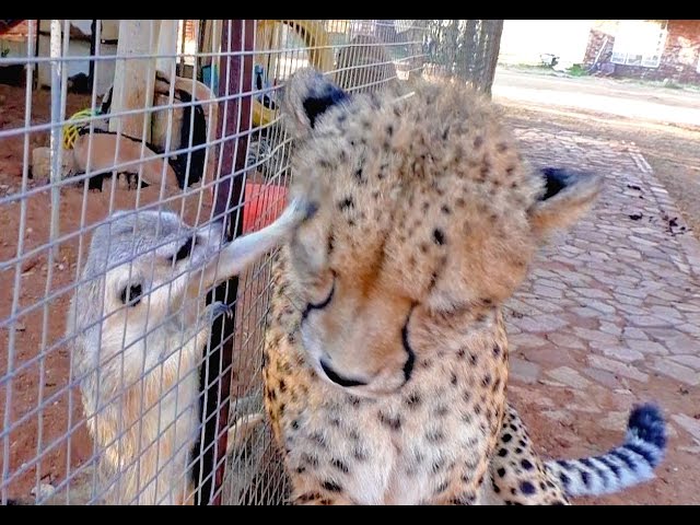 African Cheetah Versus Meerkats | Big Cat Gets Small Animal to Groom Him & Then Purrs | Loves It