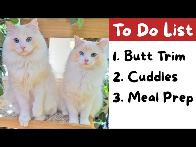 How I Take Care of My Cats - 11 Tips | The Cat Butler