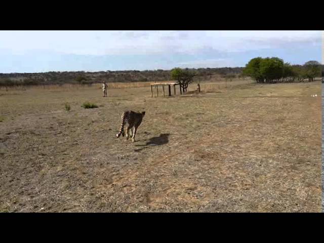 Training cheetah