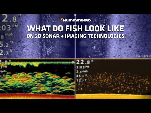 What do fish look like on different sonar technologies | Humminbird