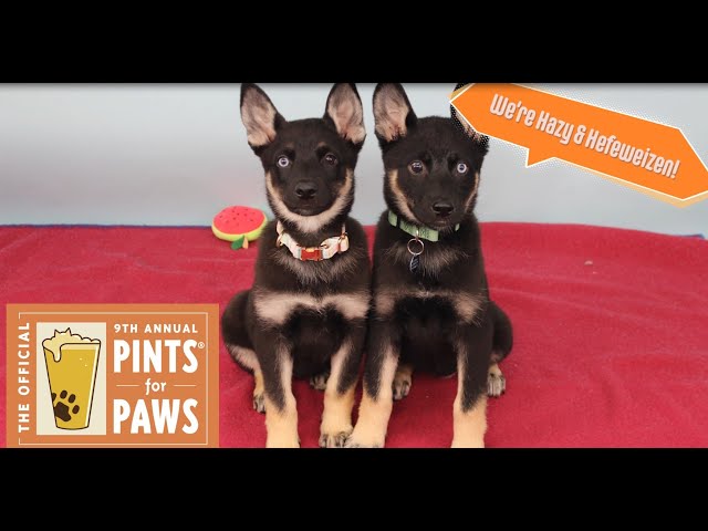 Pints for Paws - Tickets On Sale!