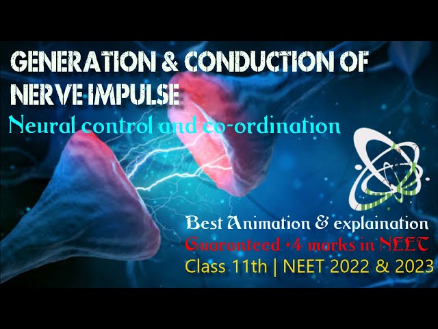 Generation and Conduction of Nerve Impulses | Neural Control and Coordination| Class 11 | NEET 2022