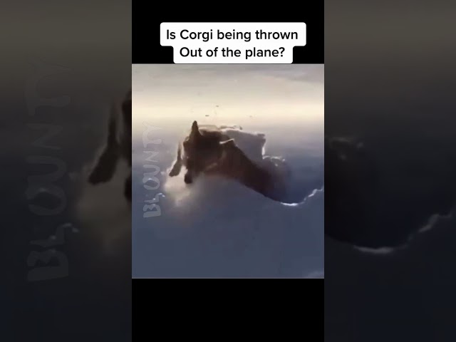 Is that dog being thrown out of a plane? 🤔