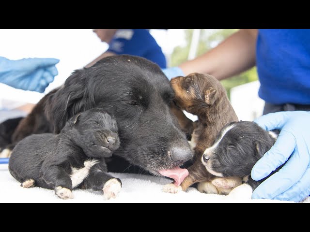 Live with the NC dogs rescued from a large-scale alleged cruelty situation!