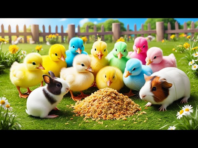 Tangkap ayam Lucu,, hewan lucu, chickens,  rainbow chicken, chicken eating, colourful animals