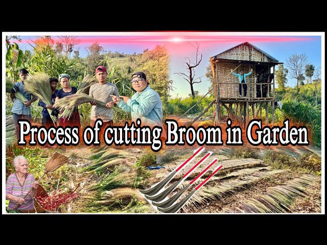 Process of cutting Brooms in Garden || बगीचे में झाड़ू काटने की प्रक्रिया || Mizoram northeast ||