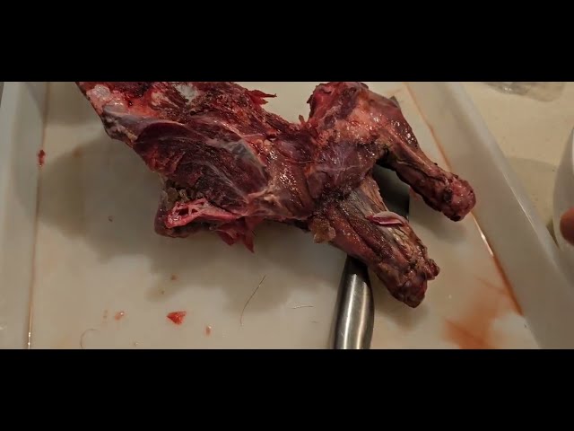 The Struggles of Butchering & Feeding My Cane Corso Mastiff Wild Boar Meat 🐗🔪🐾