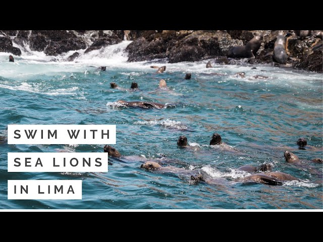 Swim with Sea Lions in Lima (Summer 2019)