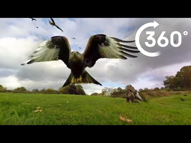 360° Red Kite Bird Feeding Frenzy 4k | BBC Earth Unplugged