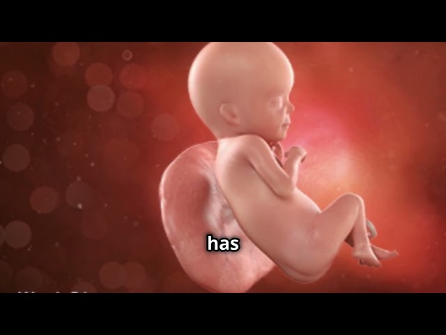 Study Fetal Development From Conception to Birth In Six Minutes #nursingstudent   #maternitynursing