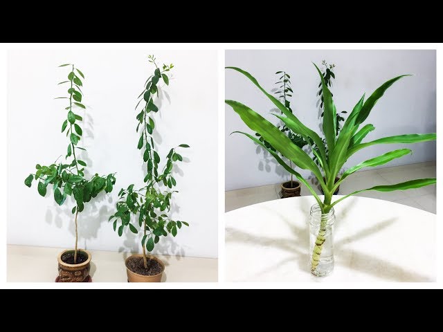 Growing Rosemary Plants | Lime Trees + Surprise Dragon Fruit Plants