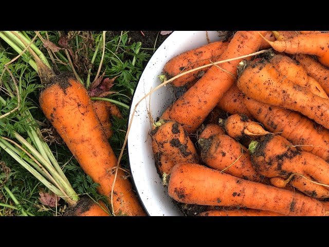 STORING CARROTS for SIX MONTHS without a root cellar!