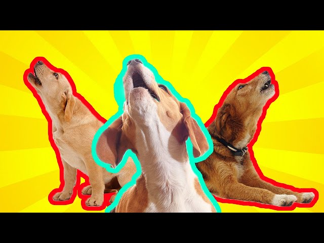 Dogs Howling Sound FX To Make Your Dog REACT | 37+ Breeds Including Yours