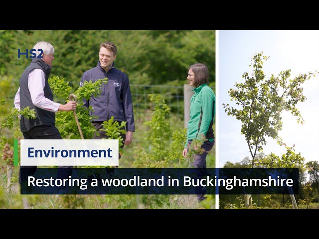 Restoring an ancient woodland in Buckinghamshire