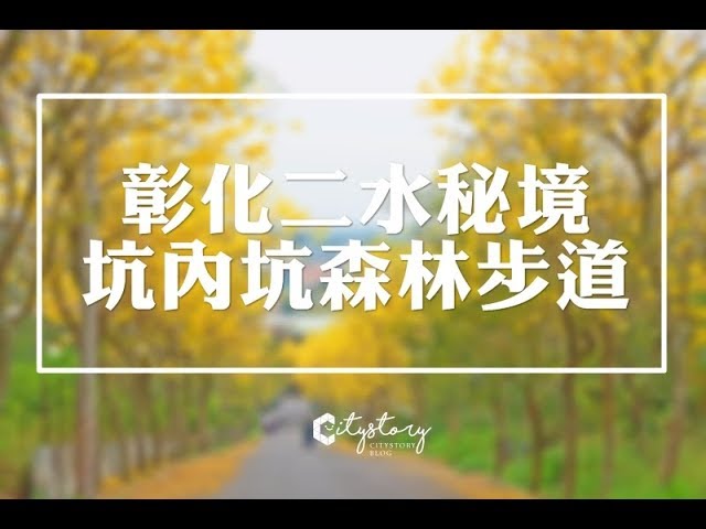 【彰化二水景點】坑內坑森林步道-黃花風鈴木新秘境，小山丘花開好滿。