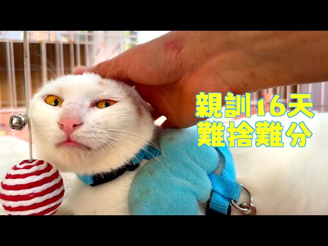 [CC SUB] On the 16th day of socialization training, the cat suddenly rubbed against its owner