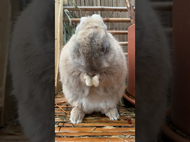 Bunny Massages His Head Like a Spa Expert! 🐇💆 | #RelaxingBunny #AlzheimersGarden