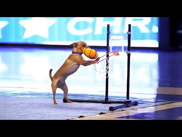 🤩 WOW!! Chihuahua Superstars Know That Ball Is LIFE!