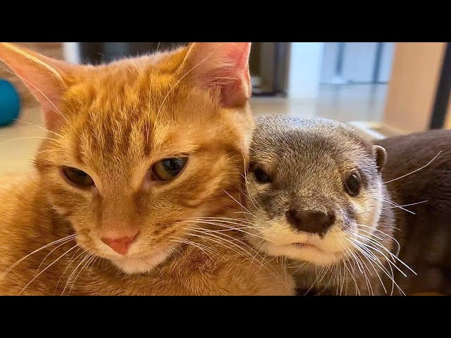 Best friends! An otter can't sleep without his beloved cat 😻 !