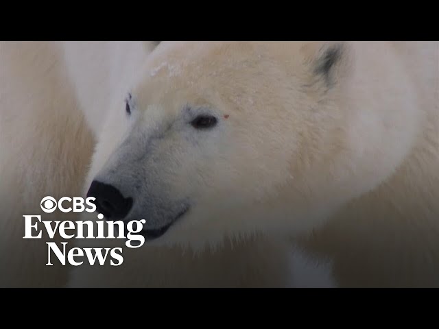 Polar bears increasingly under threat as glaciers melt faster than ever