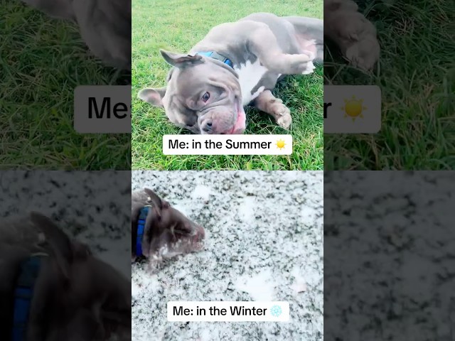 It’s all the same to me 🐾 😁 #shorts #winter #summer #microbullies #viralshorts #funny #fypシ゚