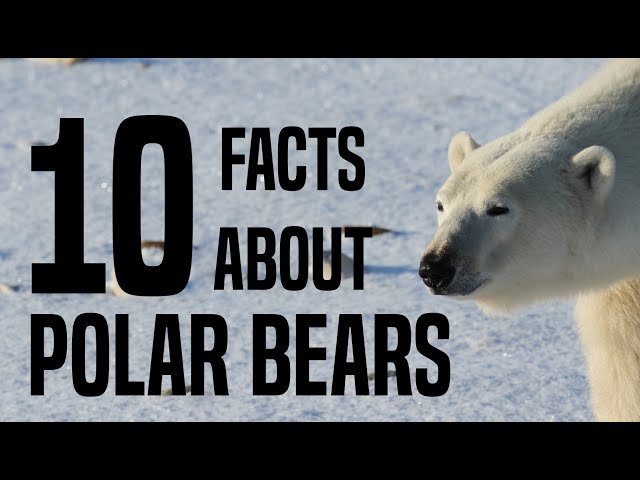 10 Interesting Facts About Polar Bears for Children: Learn About Polar Bears for Kids - FreeSchool