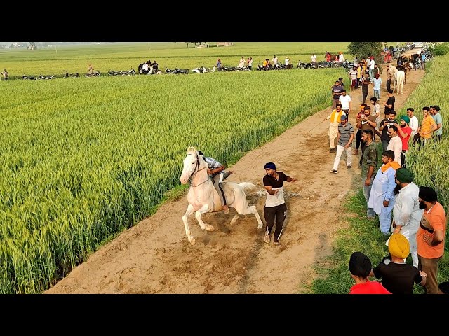 🔴LIVE: HORSE RACE RAIPUR MAJRI (FATEGARH SAHIB) #horseracing