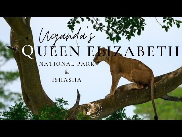 Queen Elizabeth National Park & Ishasha sector,  one of the most popular parks in Uganda!