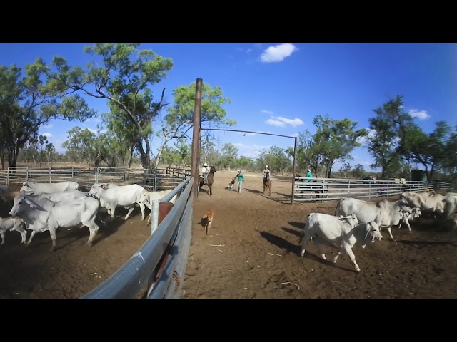 The Livestock Export Supply Chain – Mustering Cattle