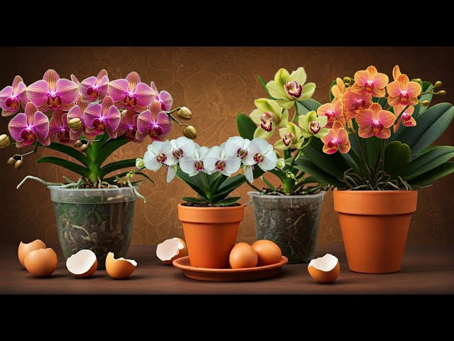 Stop Buying Fertilizer! Eggshells Make Orchids Grow Roots and Bloom Like Crazy !