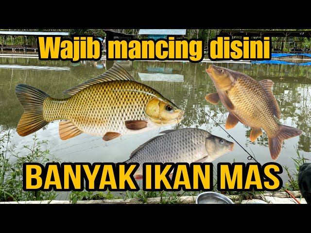 MANCING DI KOLAM INI SANGAT SERU !! BANYAK IKAN MAS BESAR