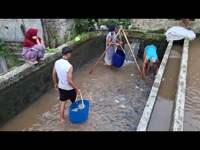 PANEN IKAN NILA DIKOLAM AIR DERAS SEBANYAK 1TON