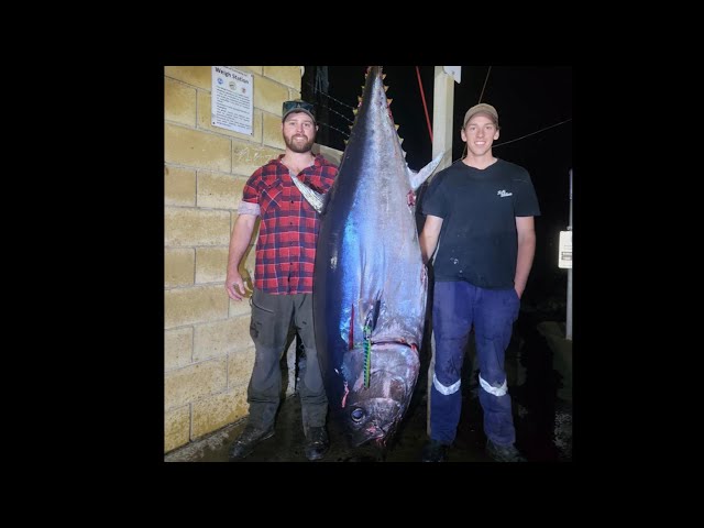 Barrel bluefin tuna tasmania 2024 season