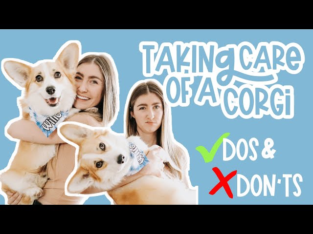 How to Take Care of a Corgi | Things You Need To Know About Corgis