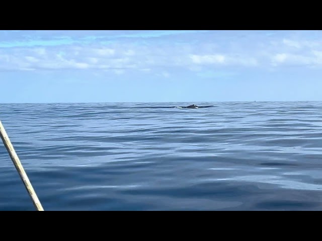 Whale sighting Bermuda to Horta