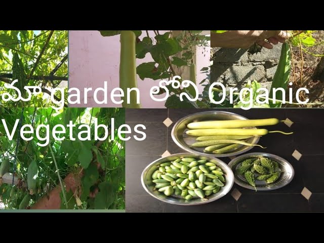 #మా ఇంటి 🏡 garden లో  బోలెడన్ని  Organic Vegetables harvesting Vlog#Trending#Viral#Lotus Talks.