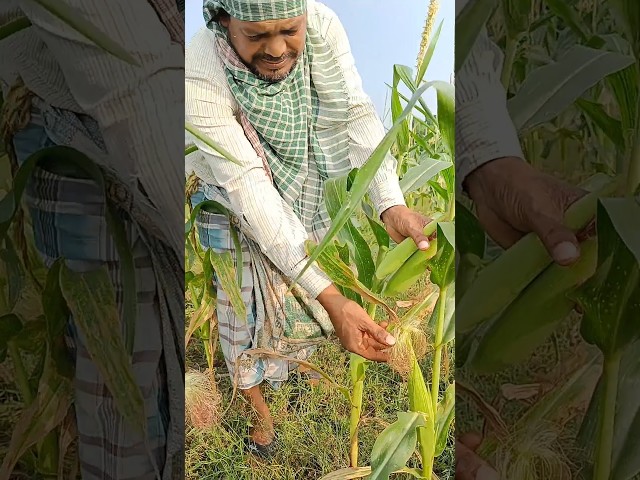 Harvesting Sweet Corn 🌽 #shorts #short #shortvideo