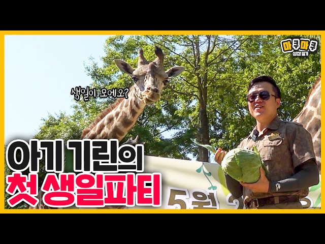 (SUB) First Birthday Party For Baby Giraffe 🦒 │Everland Lost Valley