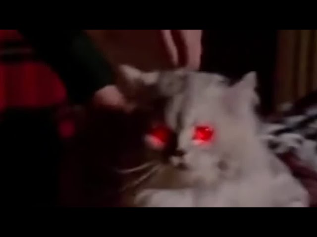 Claude The Cat is a MURDERER!