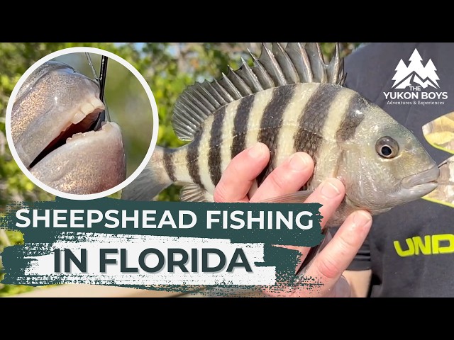 Sheepshead Fishing on Robinson Preserve in Florida - Will We Catch Dinner?