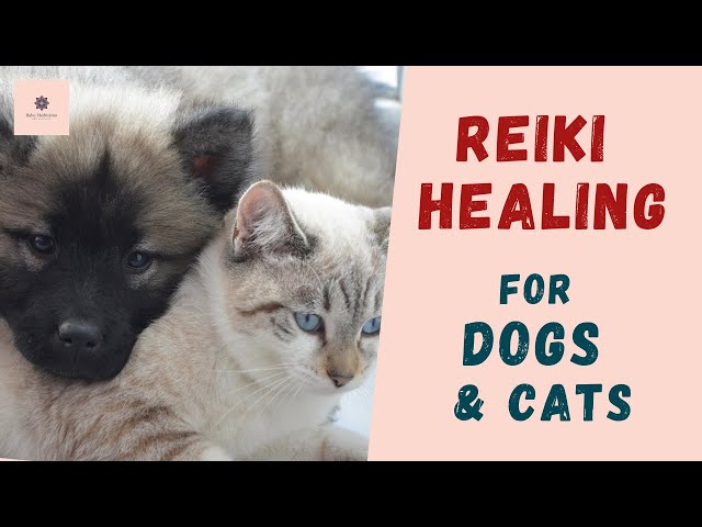 Reiki Healing for Dogs & Cats (Healing for sick pets)